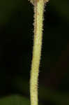 Whorled yellow loosestrife